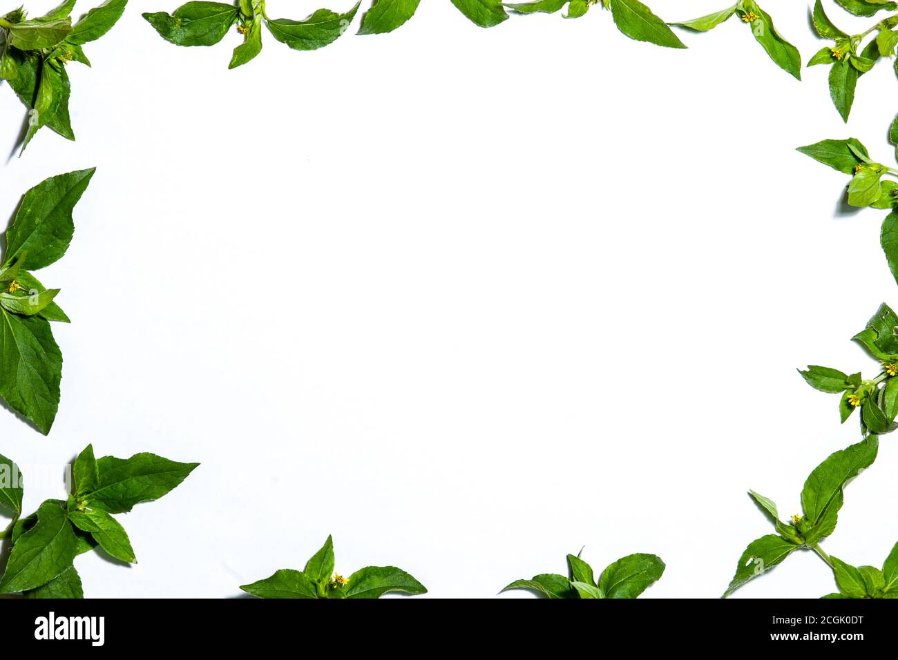 white background with whiteweed leaf frame. suitable for ppt Stock Photo