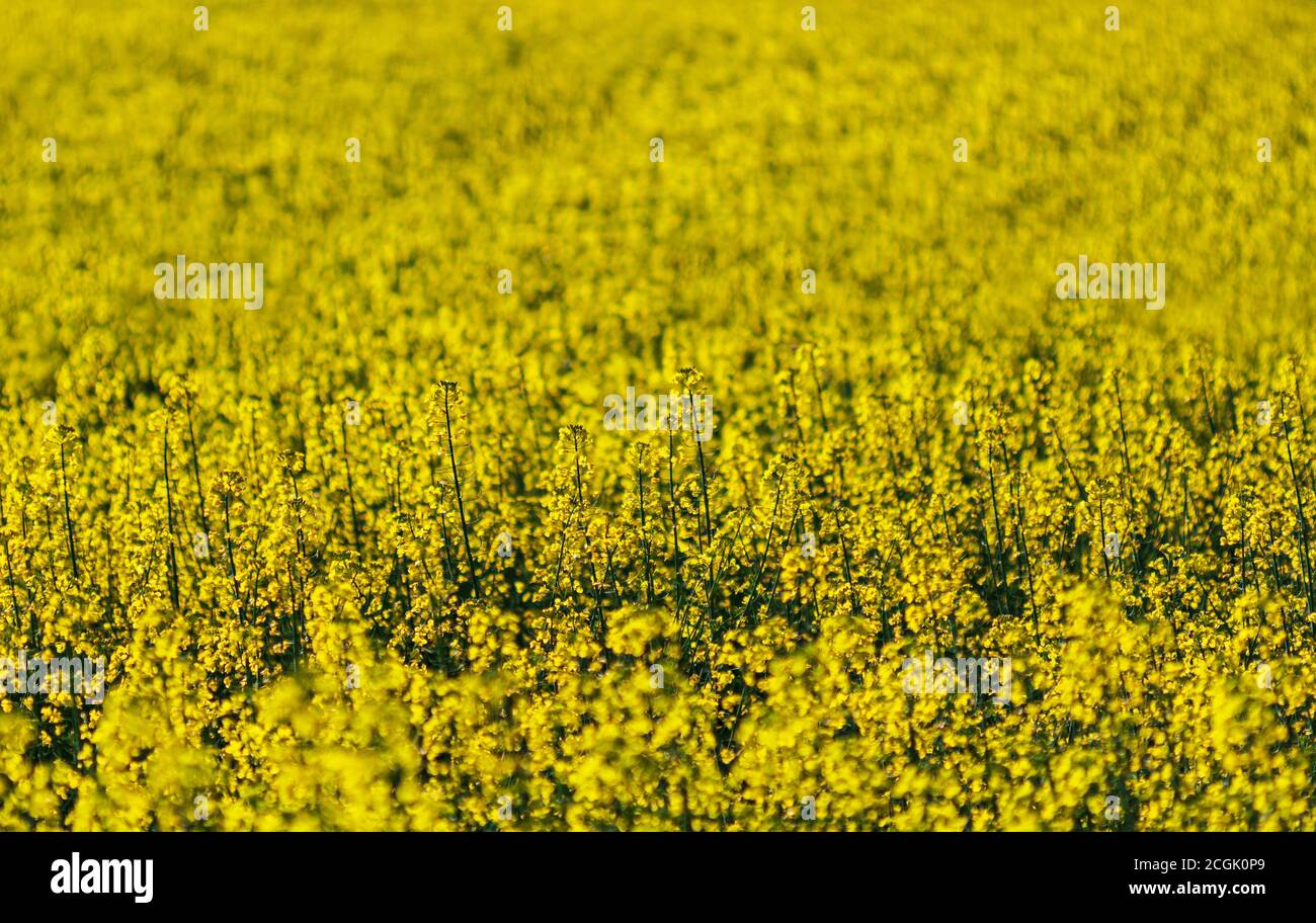 A swathe of rapeseed (Brassica napus) glows in the sun, part of 50 acres of canola bushes on the Biltmore Estate in Asheville, NC, USA Stock Photo