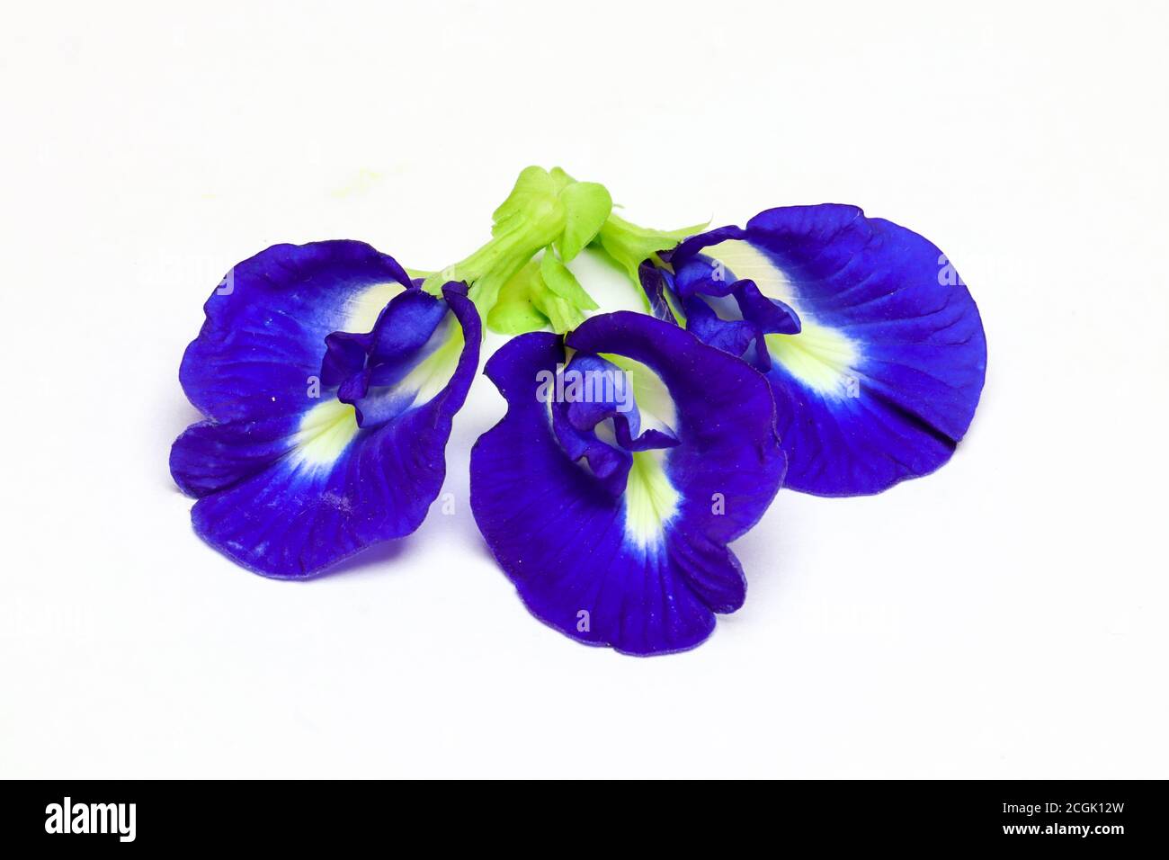 four purple pea butterflies isolated on white background Stock Photo