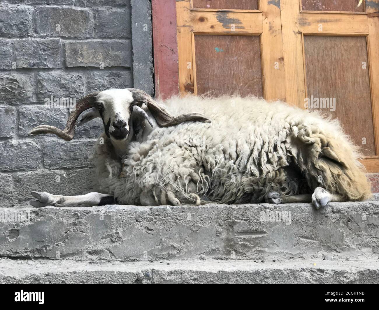 Large shaggy nepalese ram with horns in village Kagbeni, Upper Mustang, Nepal. Wool of himalayan sheep produces natural products from local cashmere. Stock Photo