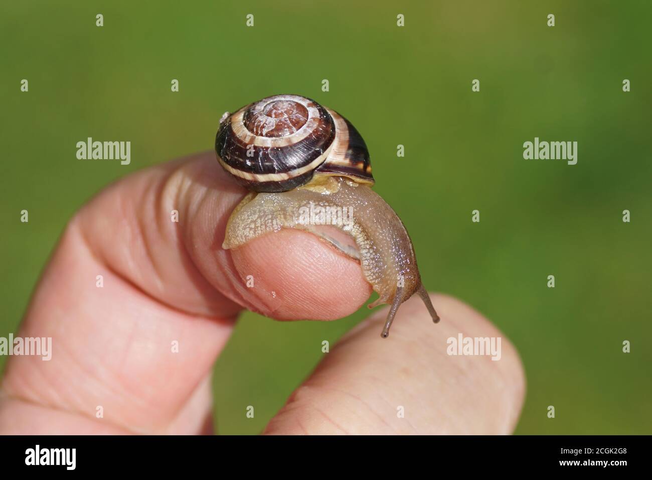 Grove snail or brown-lipped snail (Cepaea nemoralis) of the family Helicidaeon a finger. In a Dutch garden in September Stock Photo