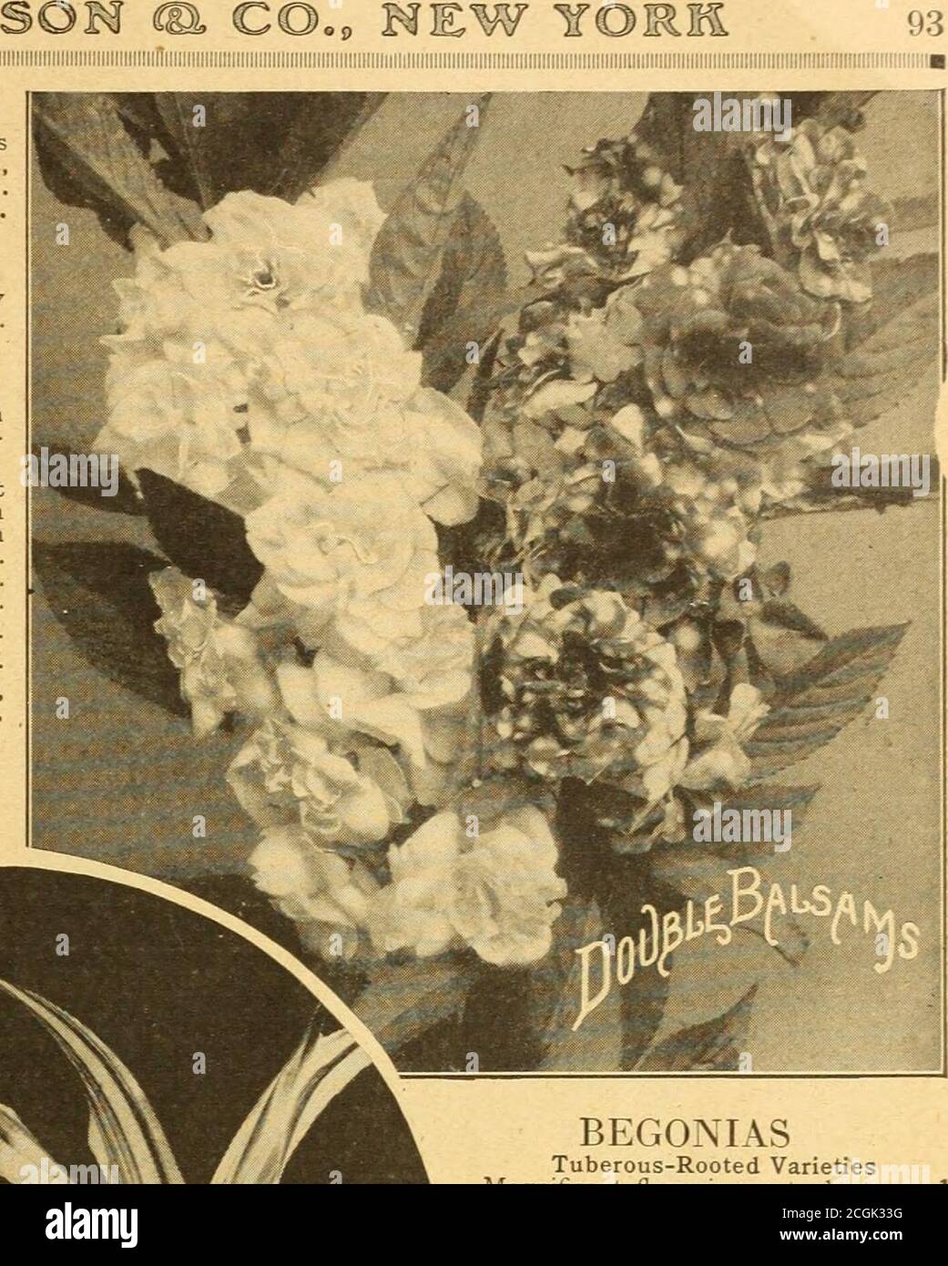 . Everything for the garden : 1920 . t. 10c. Customers Selection of Balsams—any three 10c. pkts. selected for 25c. GOLDEN BARTONIA 1506 Bartonia Aurea. A native of California, and one of our showiest annuals. It produces large single golden-yellow flowers which have quite a metallic lustre when the sun shines on them. A large cluster of yeilow stamens adds to the effectiveness of the blossoms, which measure nearly 3 inches across, and are borne profusely all summer long, on bushy plants about 1 foot high. It succeeds best grown in masses so the foliage will shelter the ground from the hot sun. Stock Photo