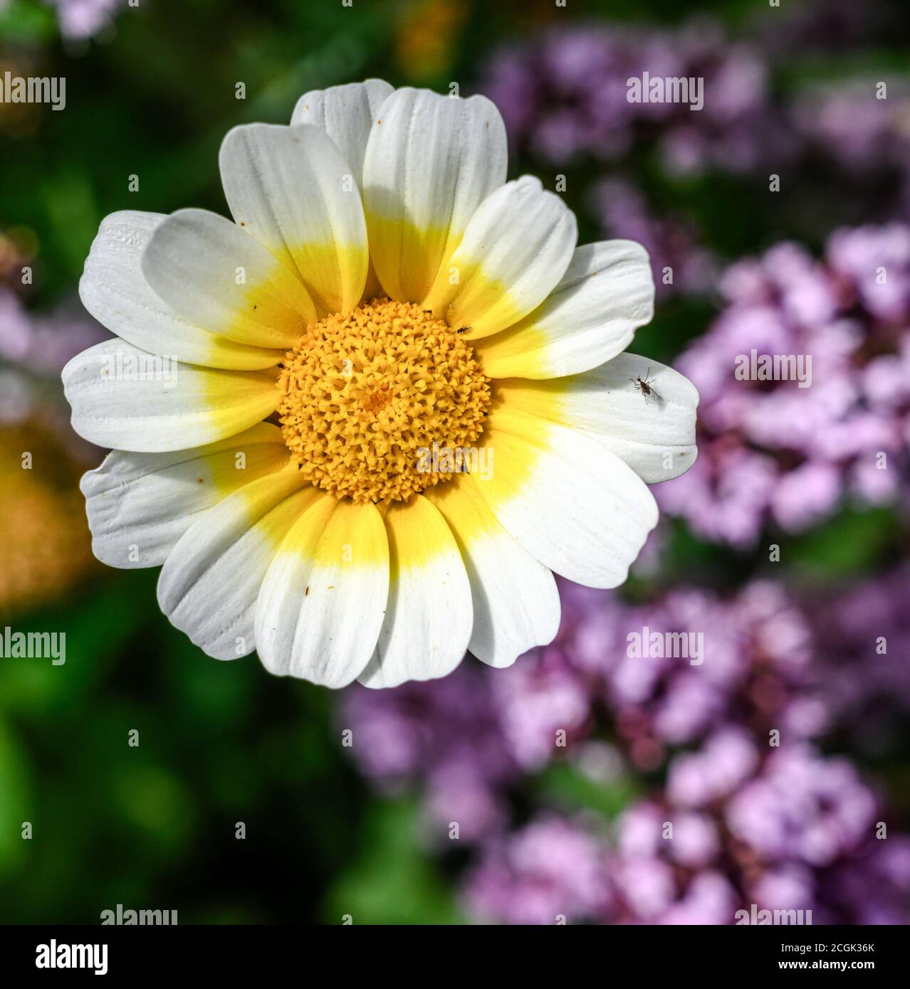 Garland Chrysanthemum, Glebionis Coronaria, flower Stock Photo