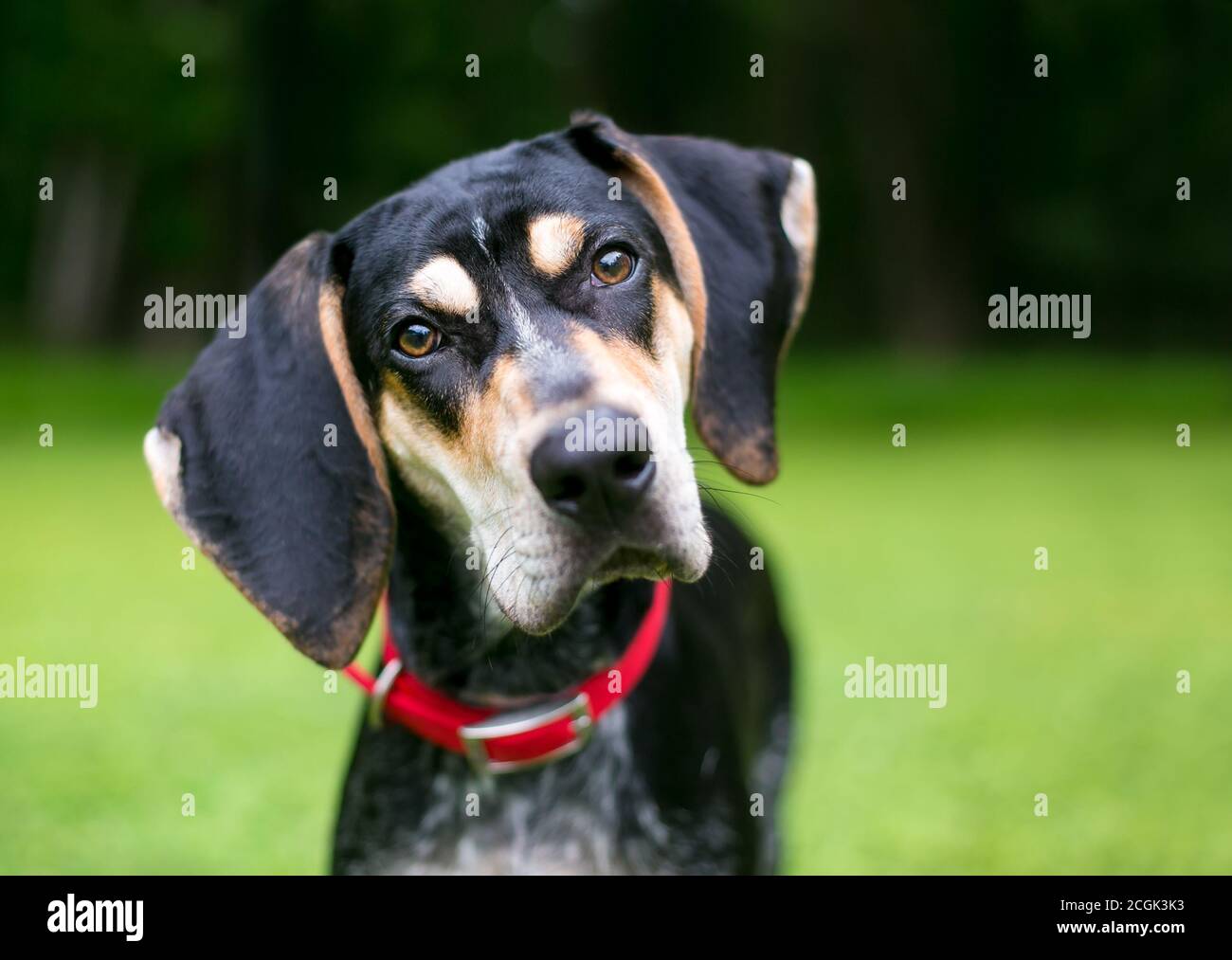 A Bluetick Coonhound dog outdoors wearing a red collar and listening with a head tilt Stock Photo