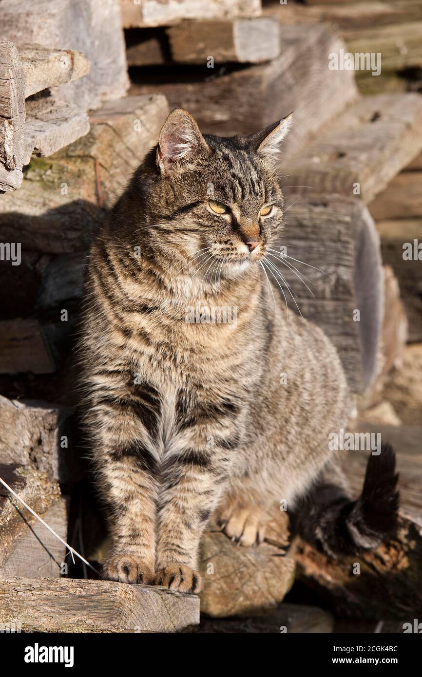 Brown Tabby Domestic Cat, Female sitting near Stack of Firewood