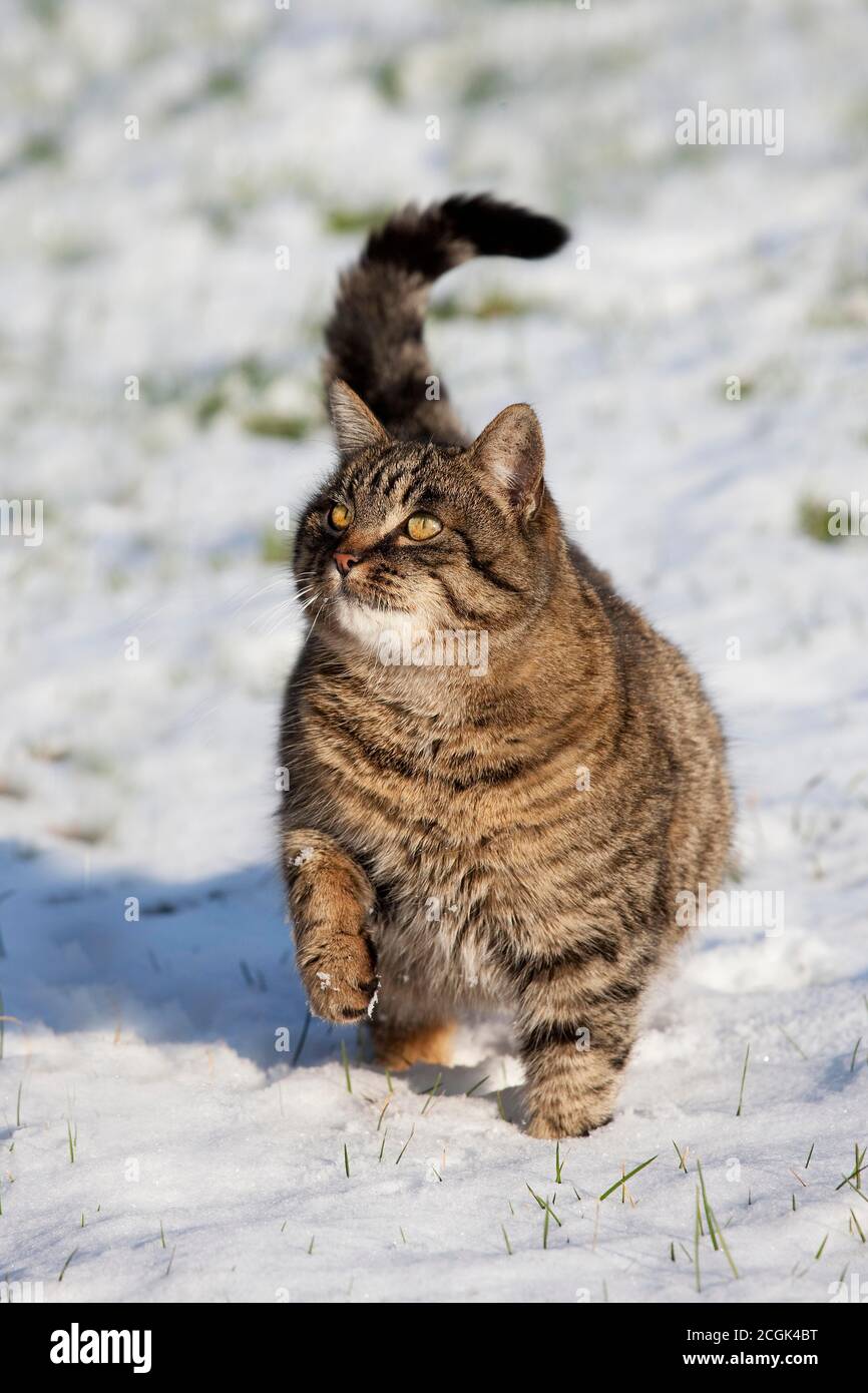 Brown Tabby Domestic Cat, Female standing on Snow, Normandy Stock Photo ...