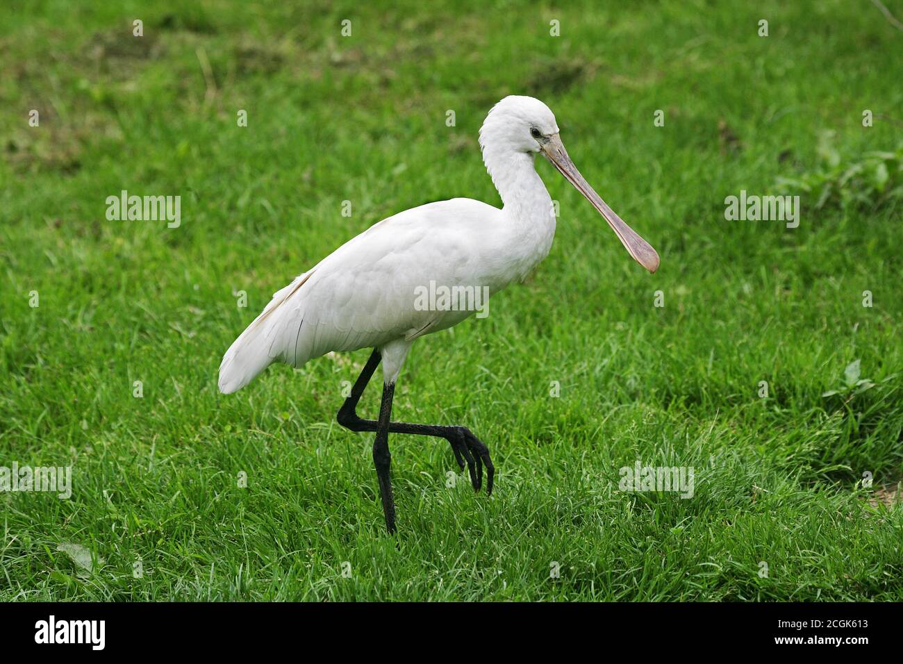 White Spoonbill, platalea leucorodia, Adulte walking on Grass Stock Photo