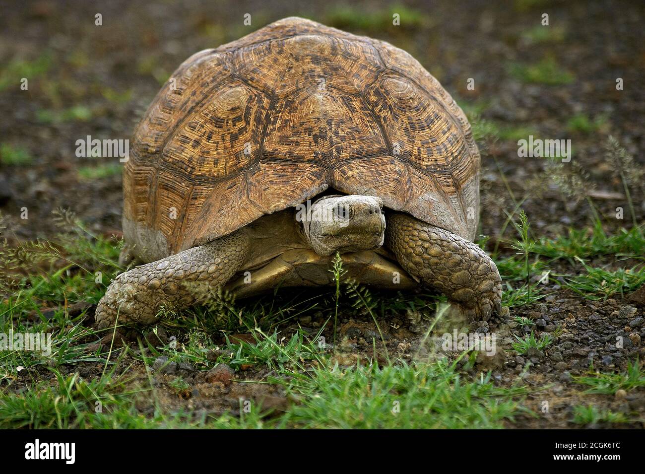 Leopard Tortoise, geochelone pardalis, Adult standing on Grass, Kenya Stock Photo