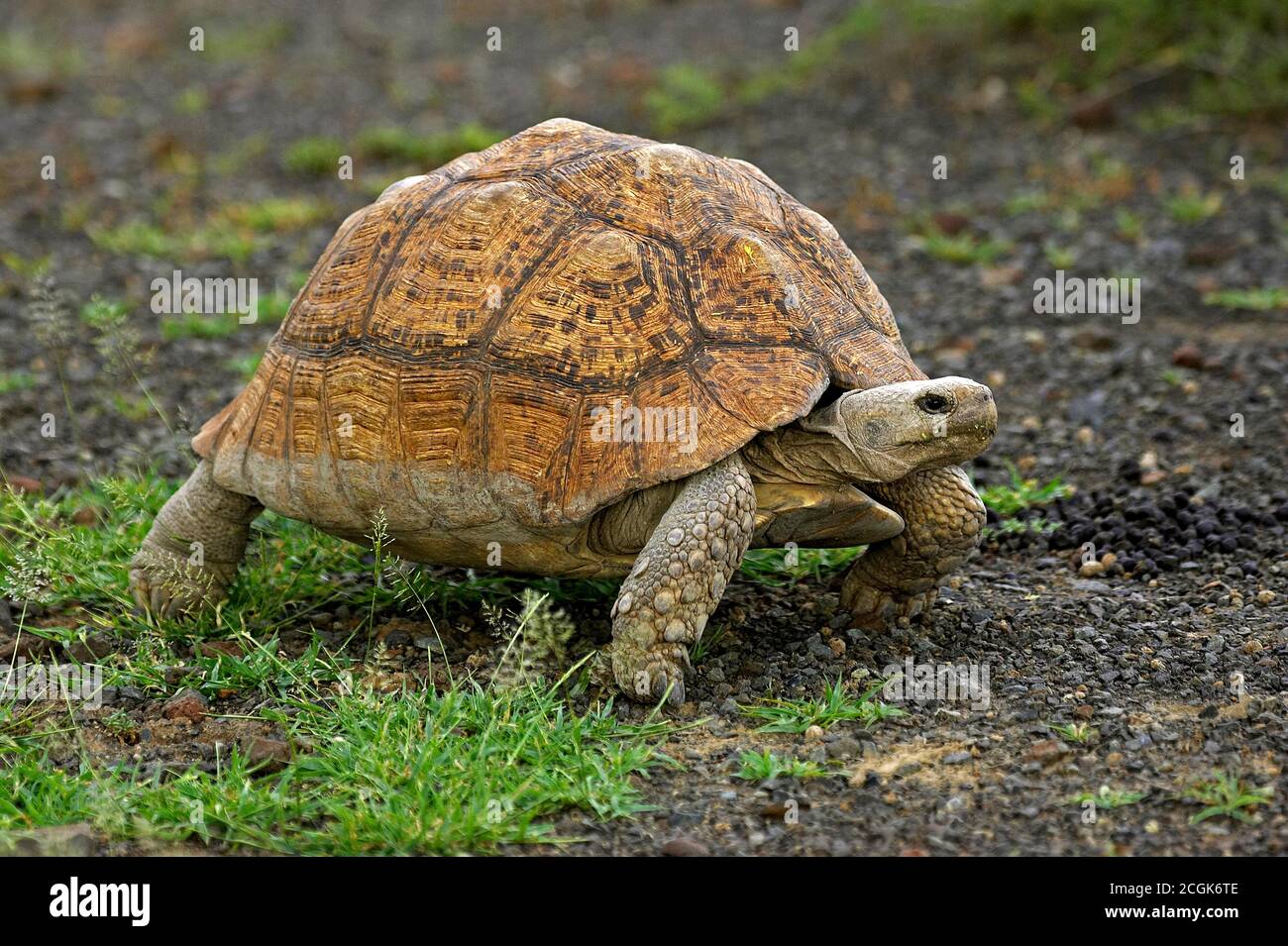 Leopard Tortoise, geochelone pardalis, Adult standing on Grass, Kenya Stock Photo
