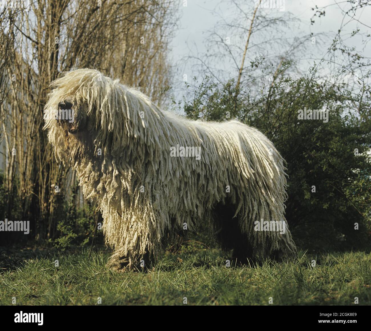 Komondor Dog, Adult standing on Grass Stock Photo
