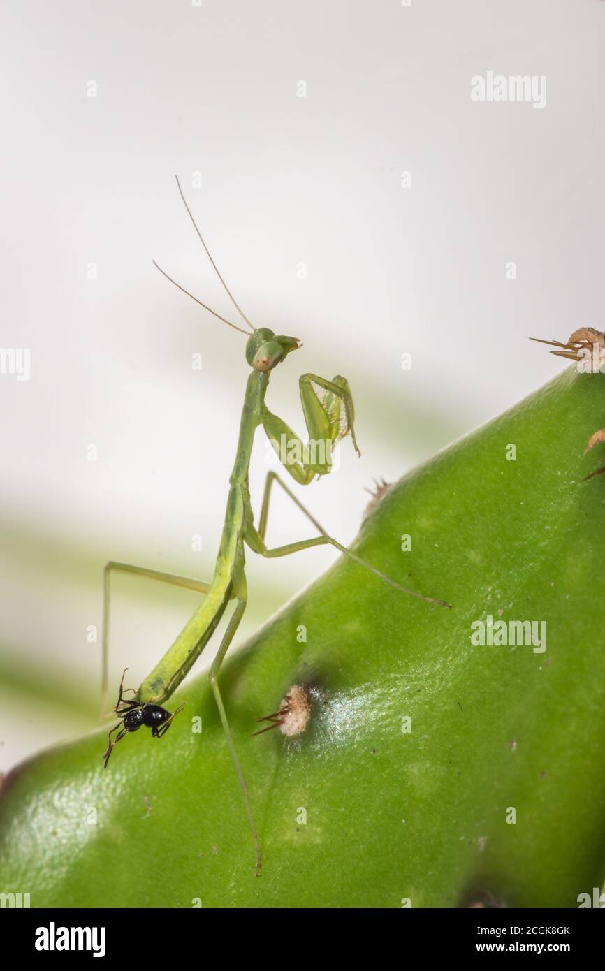 Green Praying Mantis nymph with an ant biting his body, Cape Town