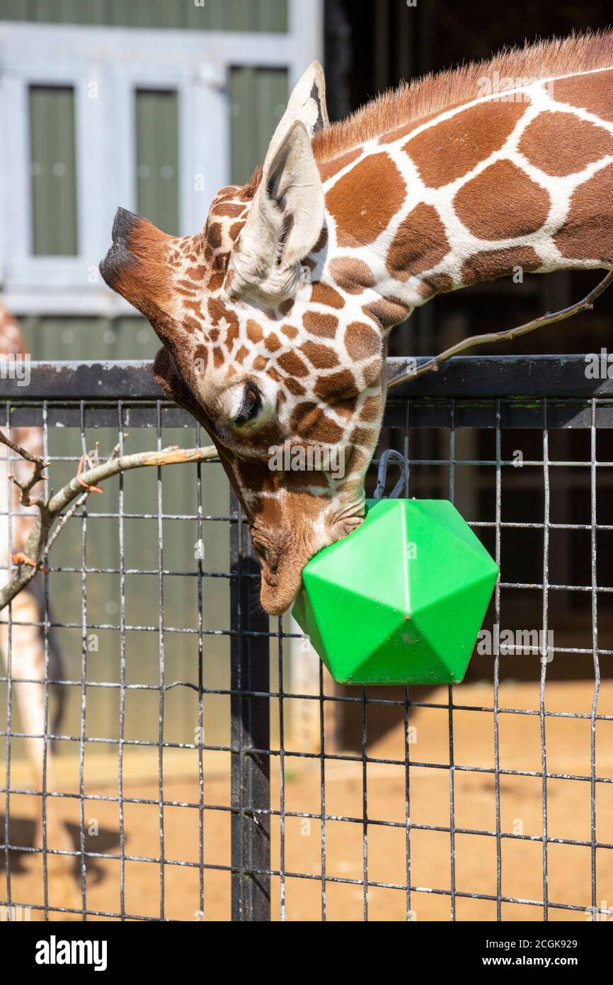 A young Giraffe feeding from a snack cube at Whipsnade Zoo Stock Photo