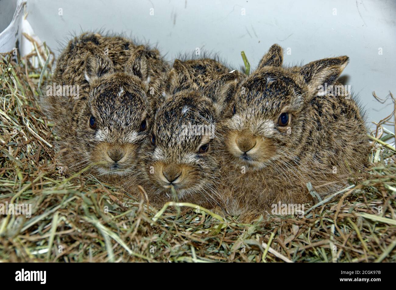 European Brown Hare (Lepus europaeus) Leverets, abandoned,in care,orphans. Stock Photo