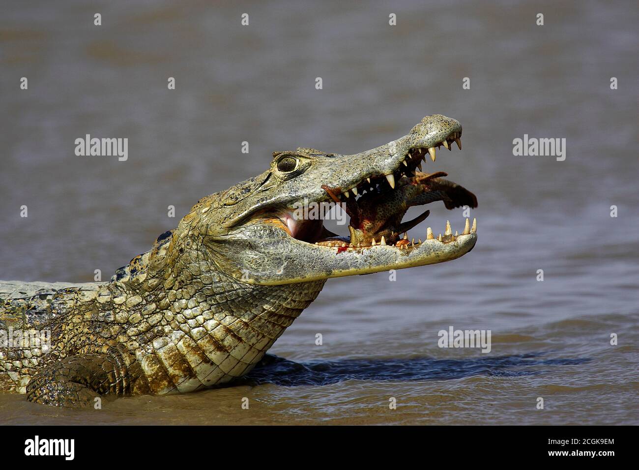 Spectacled Caiman, caiman crocodilus, Adult catching Fish, Los Lianos in Venezuela Stock Photo