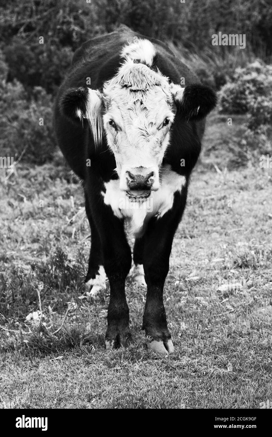 Mooing cattle Black and White Stock Photos & Images Alamy