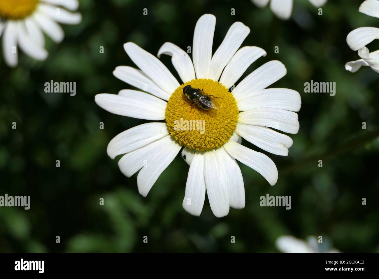 Beautiful closeup flower head of a sunlit oxeye daisy or dog daisy from above in a garden with a fly sitting on it Stock Photo
