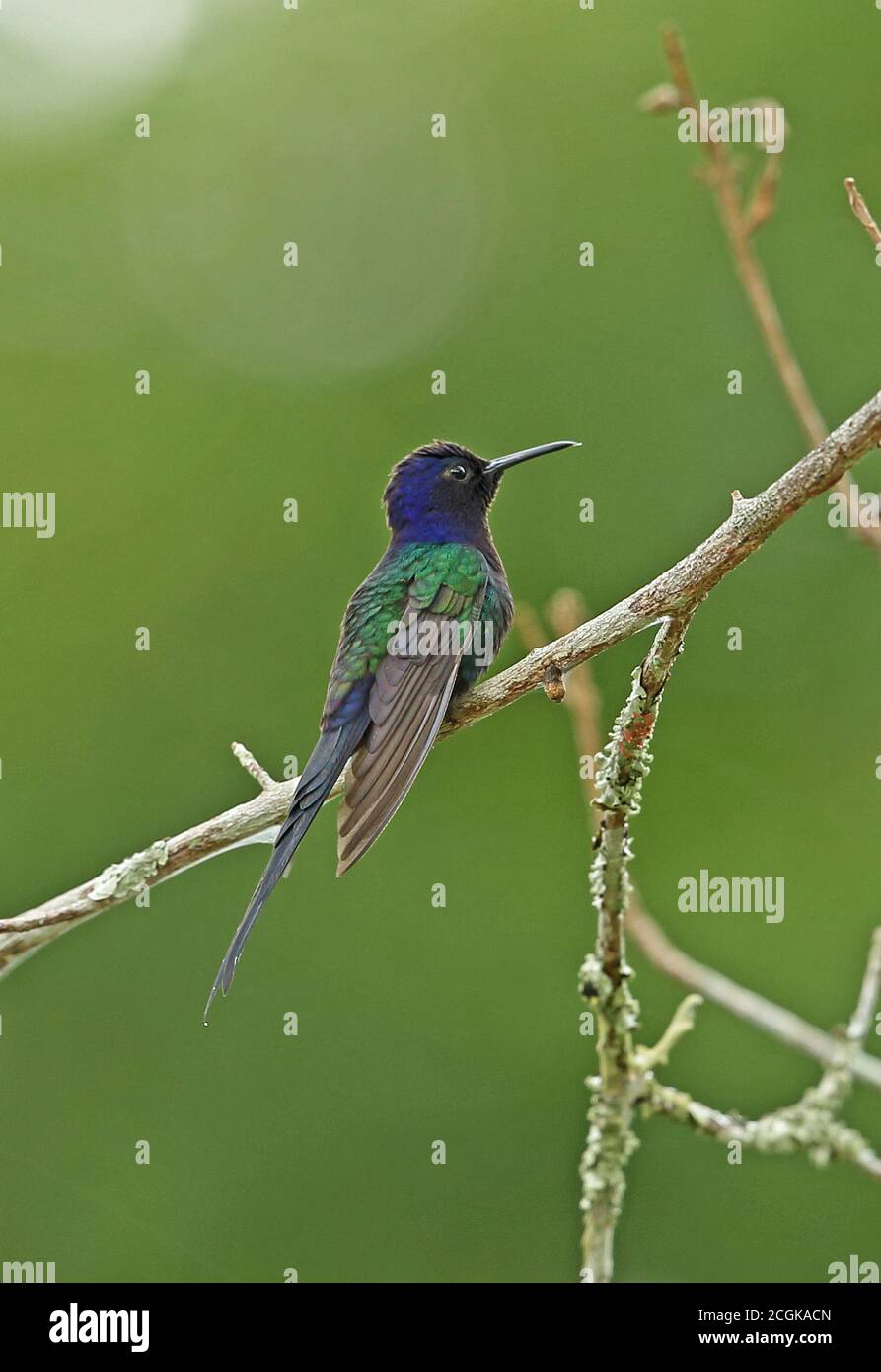 Swallow-tailed Hummingbird (Eupetomena macroura macroura) adult perched on dead branch  REGUA, Atlantic Rainforest, Brazil         July Stock Photo