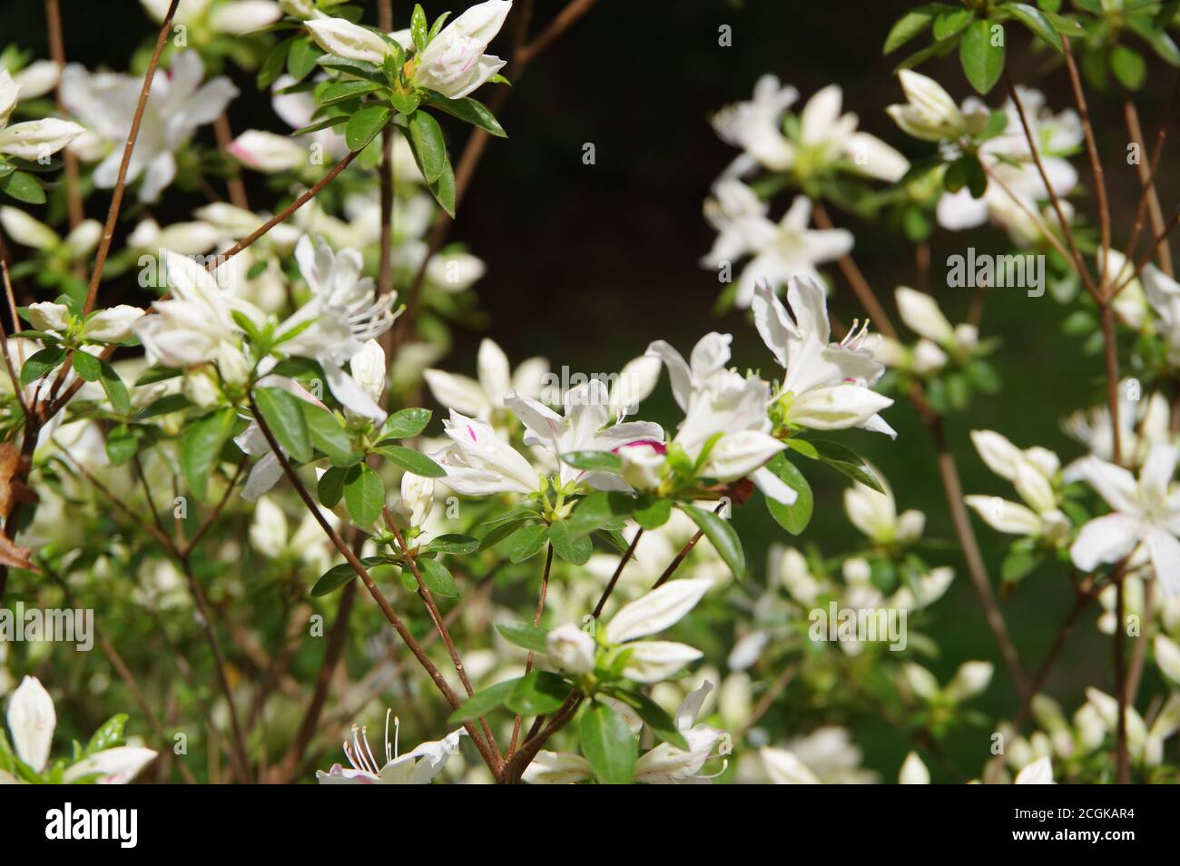 Azalea flowers in springtime Stock Photo