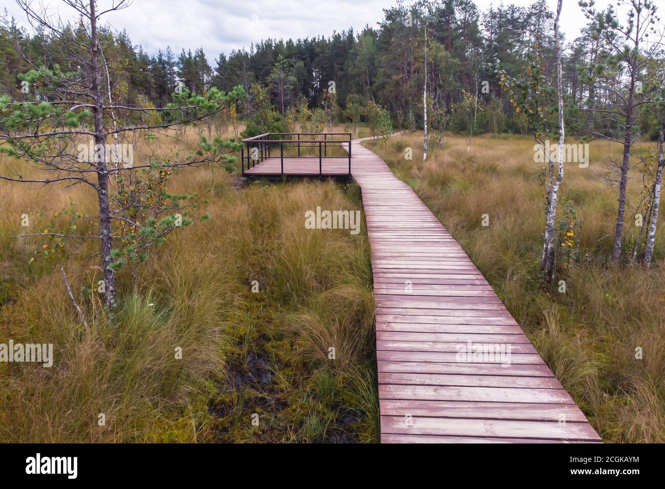 Swamp Walk Way Summer view of wooden walkway on the territory of Sestroretsk swamp ...