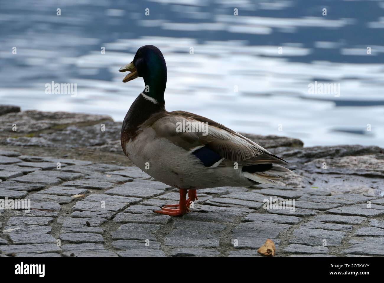 Male mallard with open beak on a rainy day standing near a dark blue lake on paving stones Stock Photo