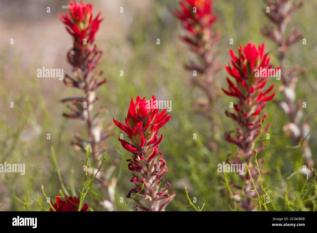 Red bloom, Desert Paintbrush, Castilleja Chromosa, Orobanchaceae, native hemiparasitic perennial, Joshua Tree National Park, South Mojave Desert. Stock Photo