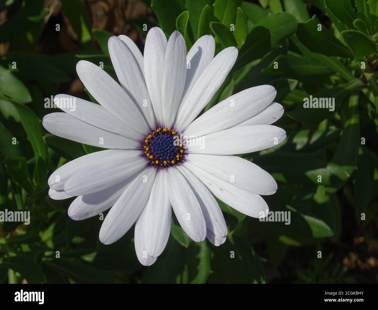 Macro shot of a white African daisy Stock Photo