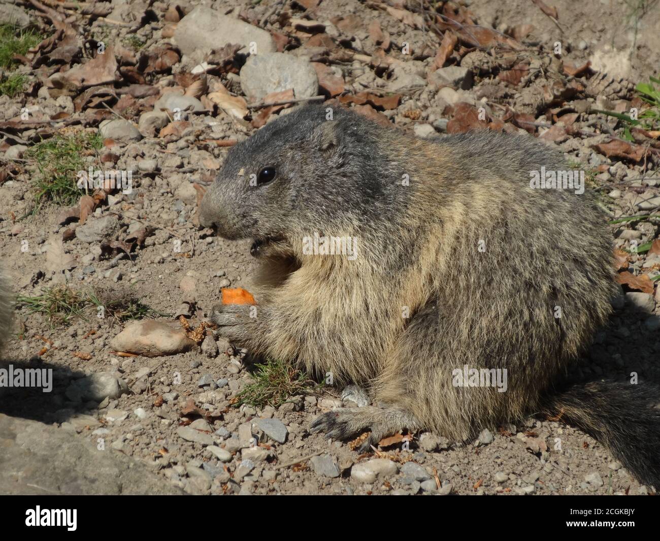 Cute marmot in a zoo or animal park nibbles at a carrot Stock Photo