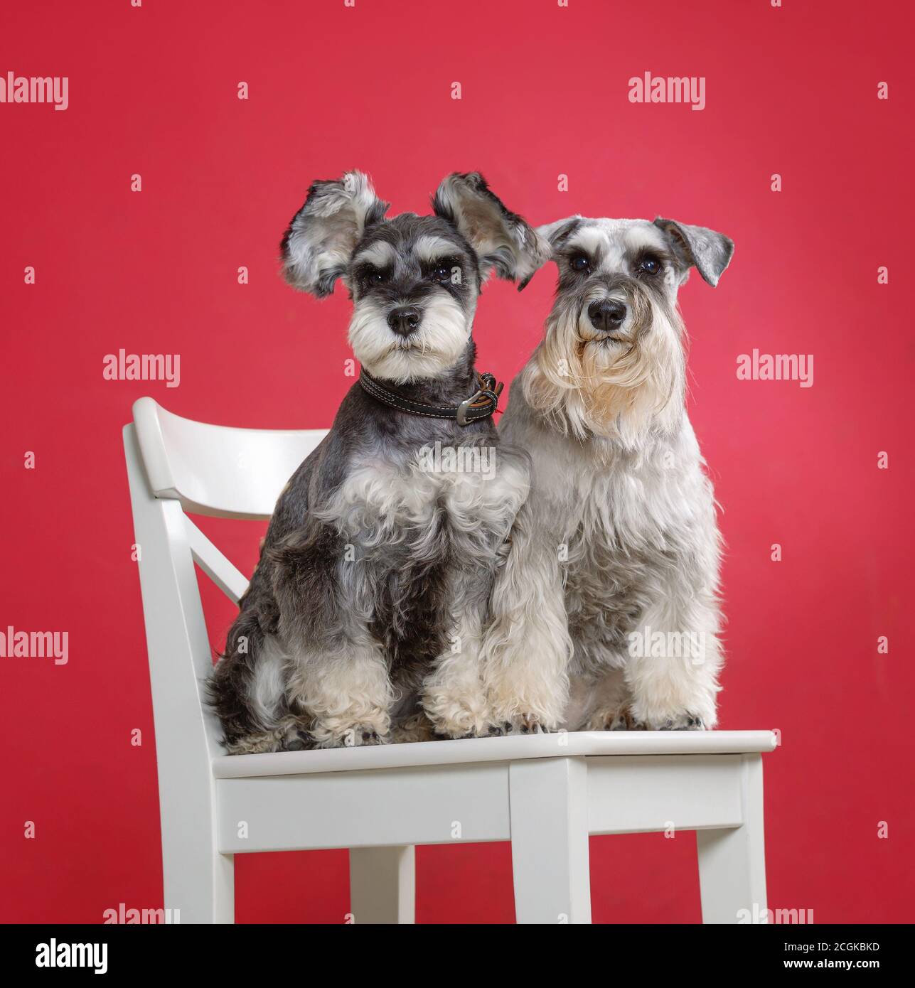 Red rock hot sale schnauzers