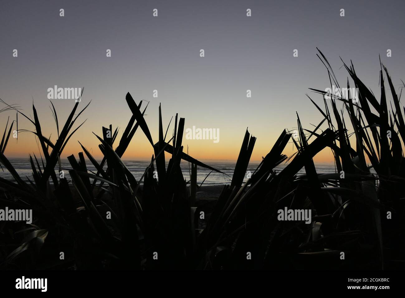 Silhouette of reeds with the sea in the background at dusk Stock Photo