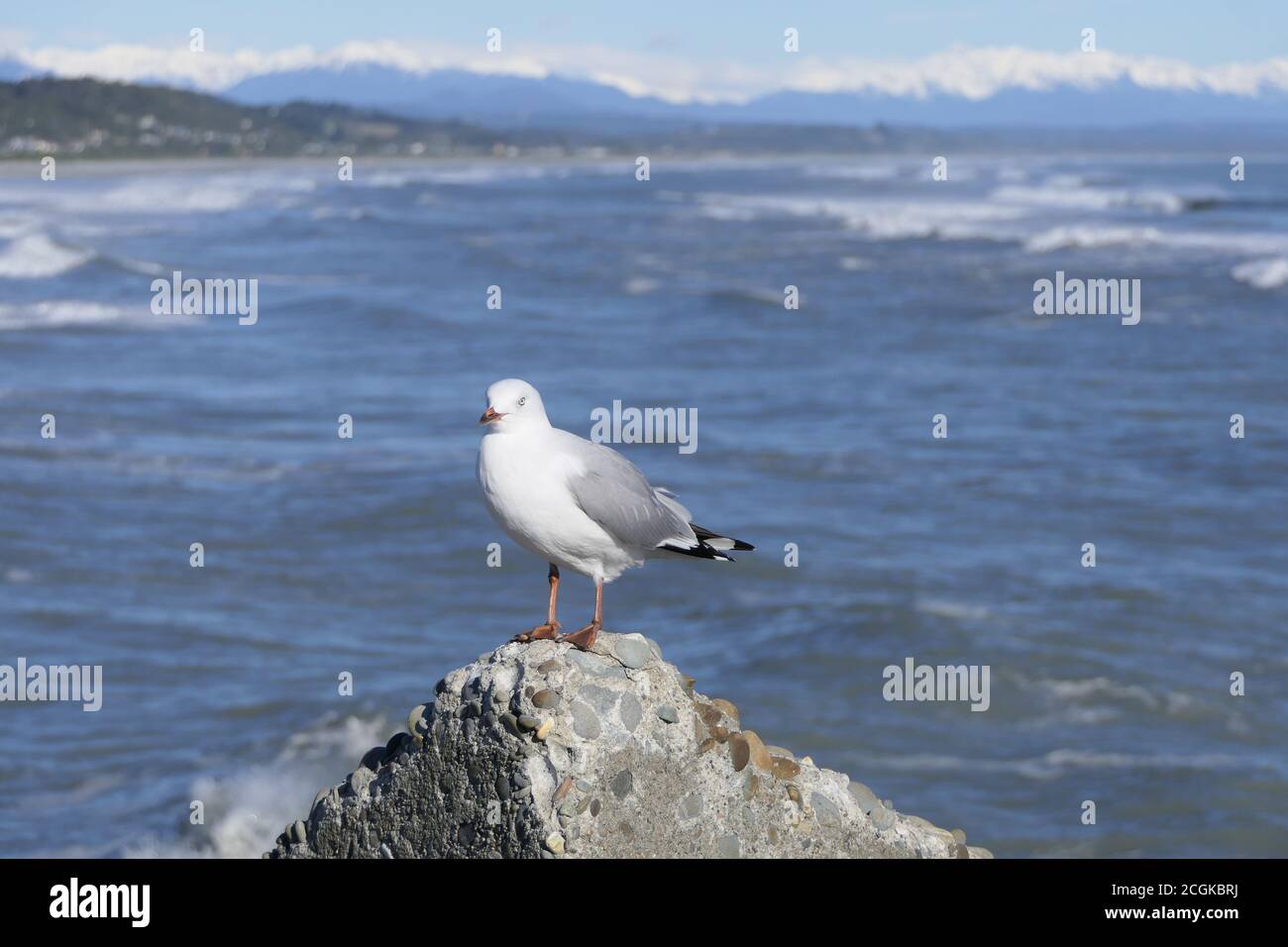 Seagull standing on a rock with the sea and snow covered mountains in the background Stock Photo