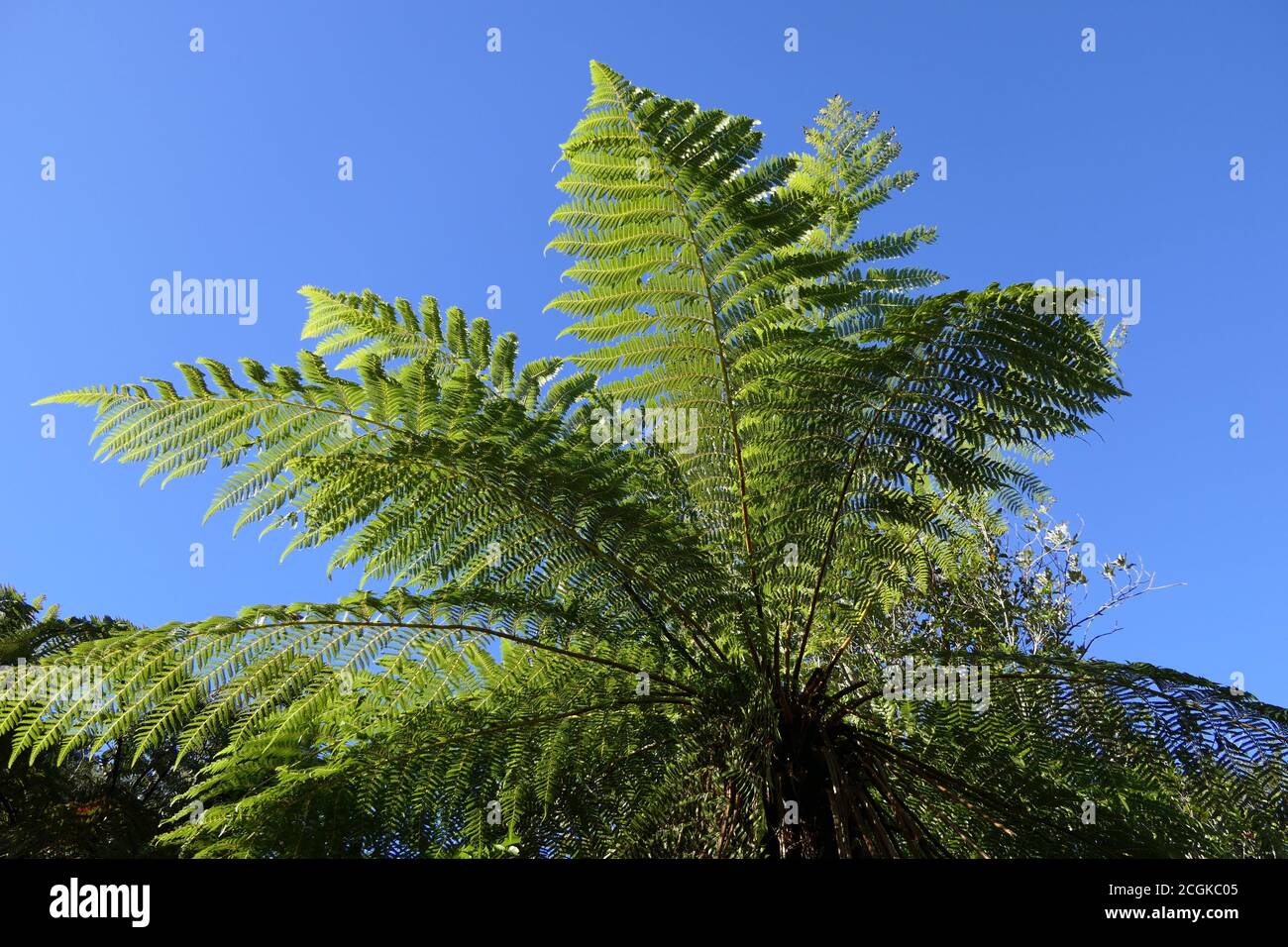 Fern leaves against blue sky or top of a fern tree Stock Photo