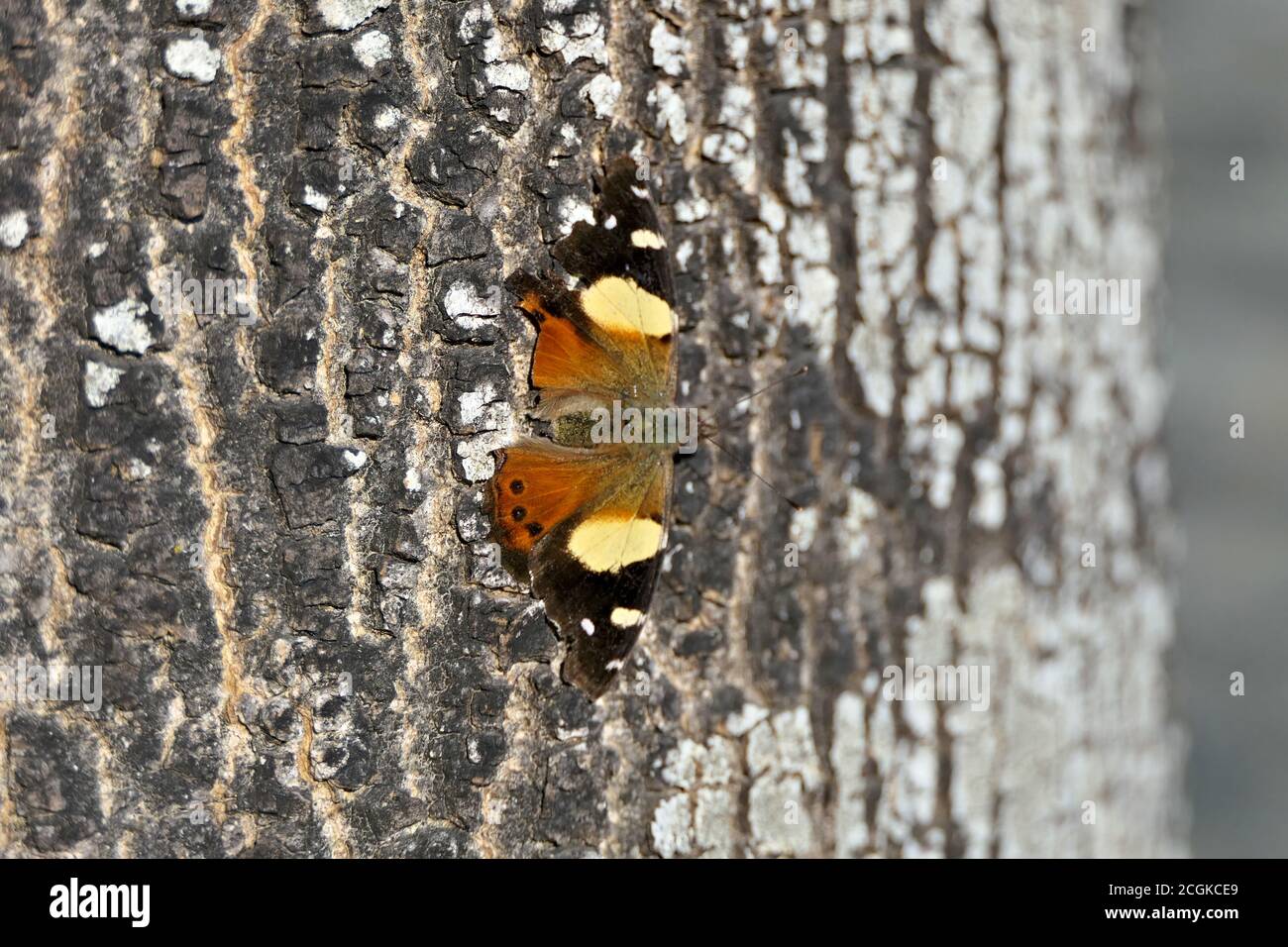 Closeup australian and new zealand butterfly called vanessa itea in natural environment outdoors on a tree bark Stock Photo