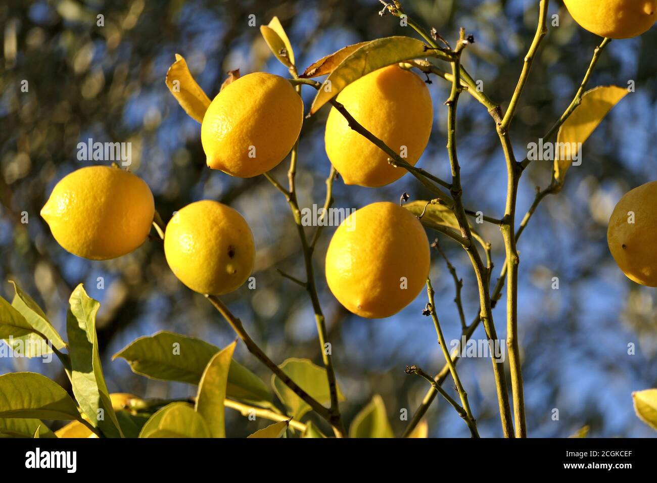 Closeup growing lemons on a lemon tree in a garden in sunlight Stock Photo