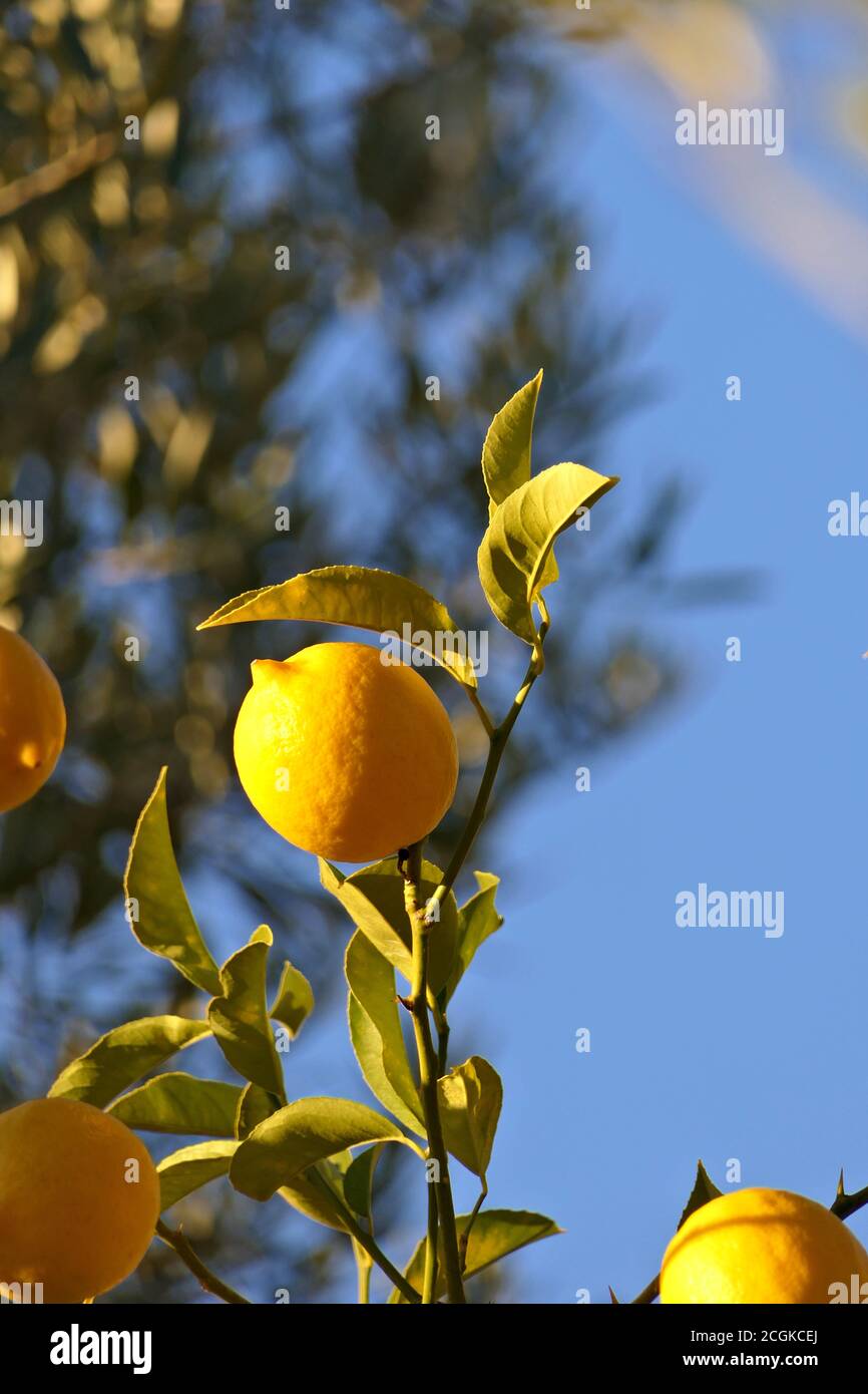 Closeup ripe yellow lemon and leaves on a branch of a lemon tree with blue sky Stock Photo