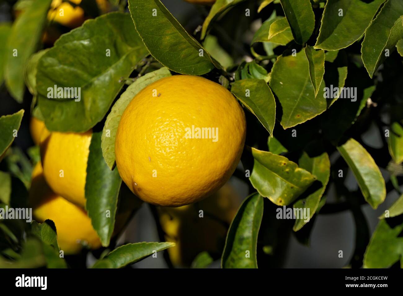 Closeup ripe sunlit lemon on a tree Stock Photo