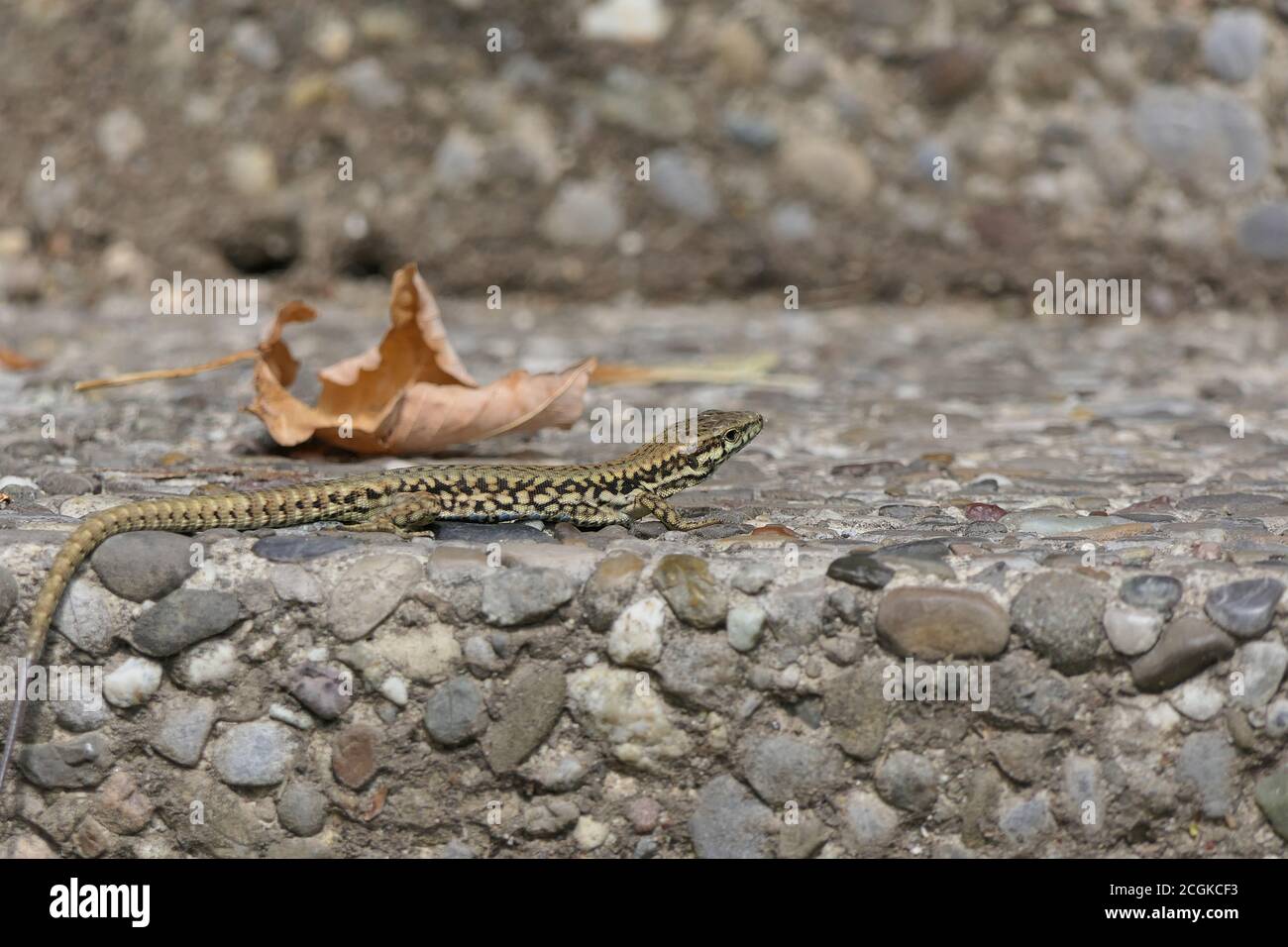 Closeup podarcis muralis or common wall lizard on a stony stair from the side Stock Photo