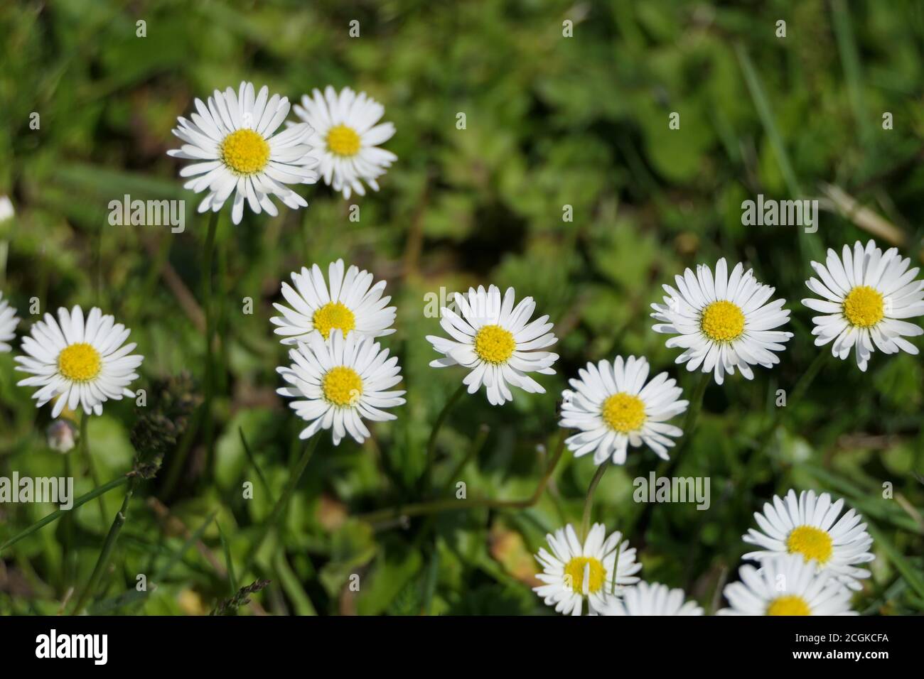 Cheerful summer meadow with marguerites called daisies Stock Photo