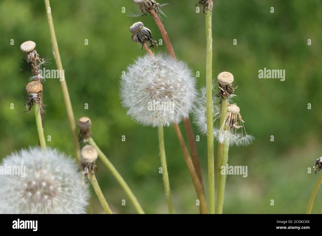 Closeup dandelion seed heads on a green meadow in spring Stock Photo