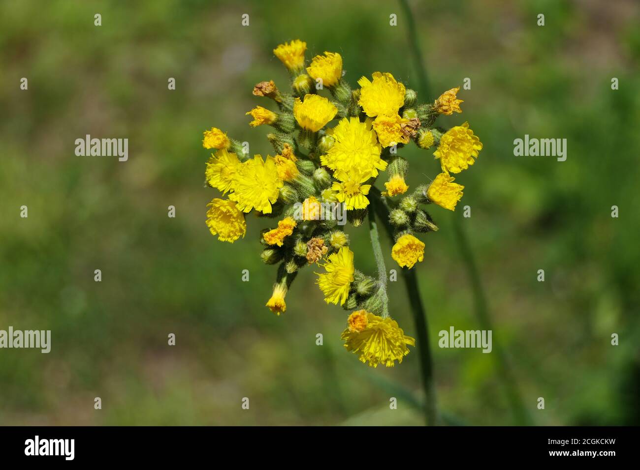 Closeup blooming yellow hawkweed or pilosella caespitosa from above in early summer on a field Stock Photo