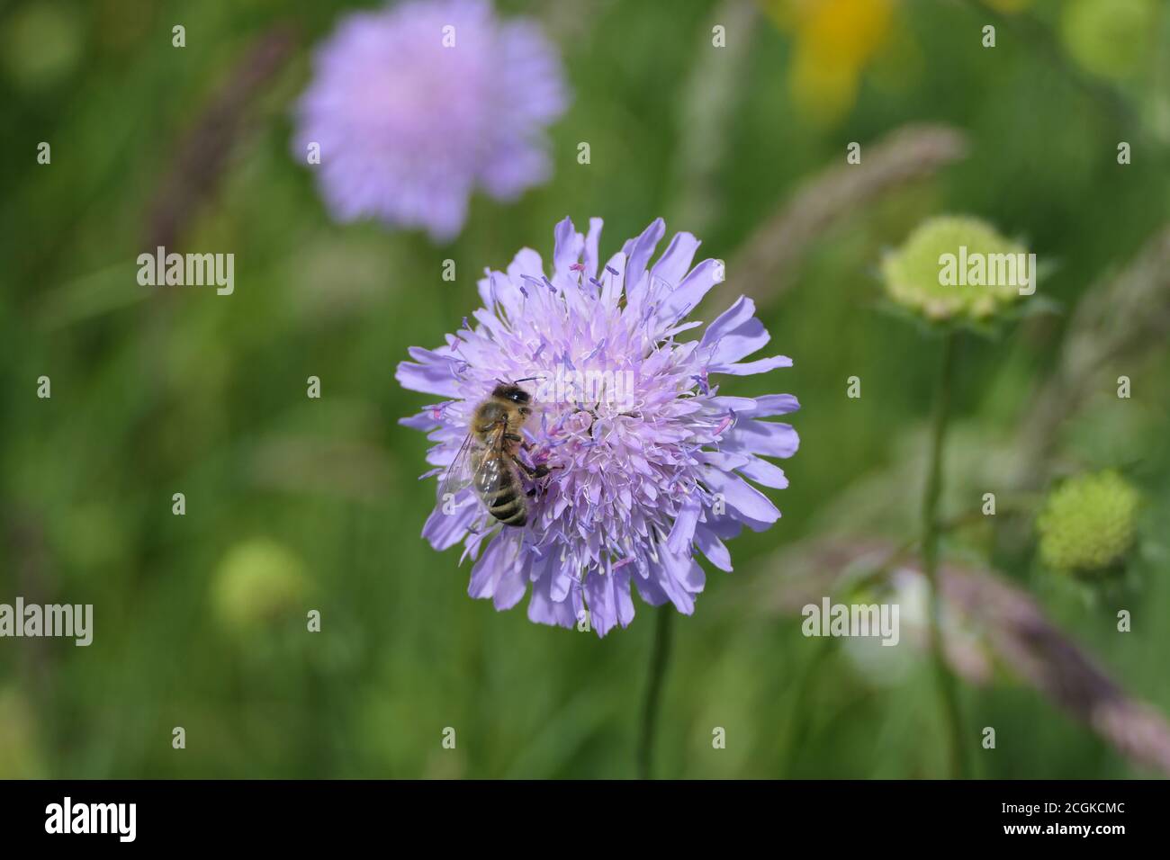 Bee collects pollen on a blue button Stock Photo