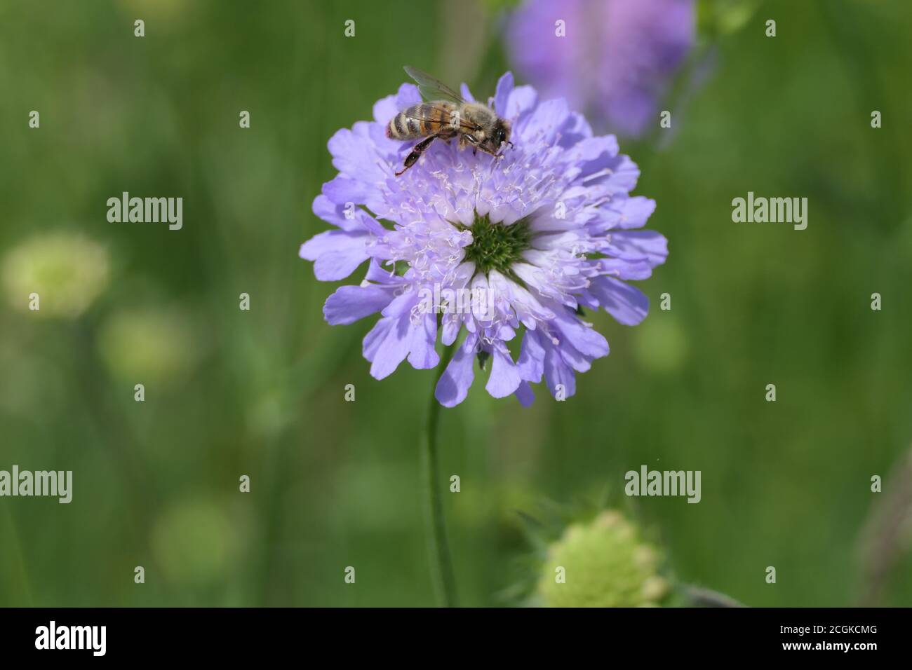 Bee collecting pollen on a bachelor's cornflower, called blue button flower Stock Photo
