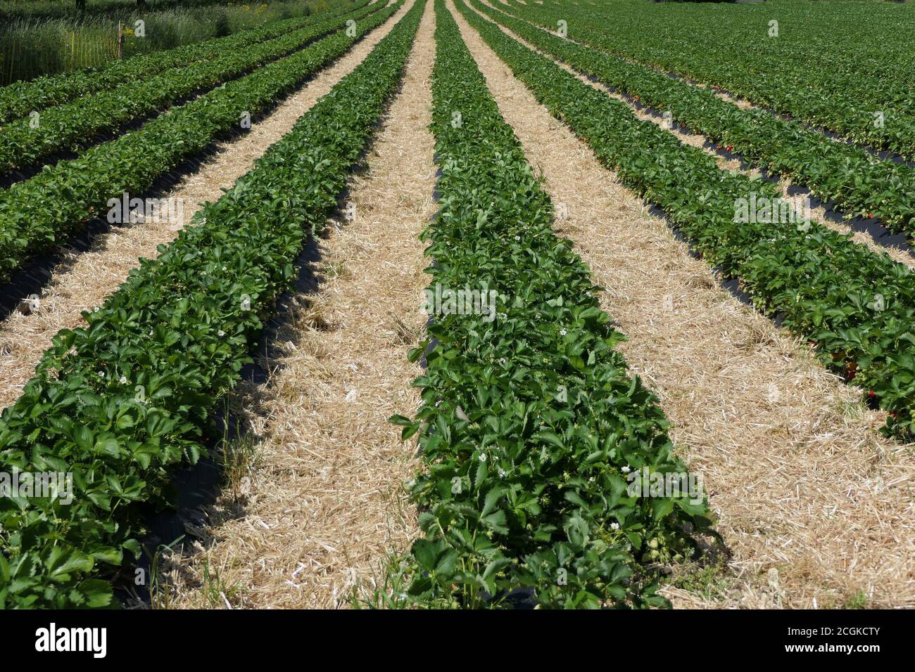 Rows of strawberries in spring Stock Photo