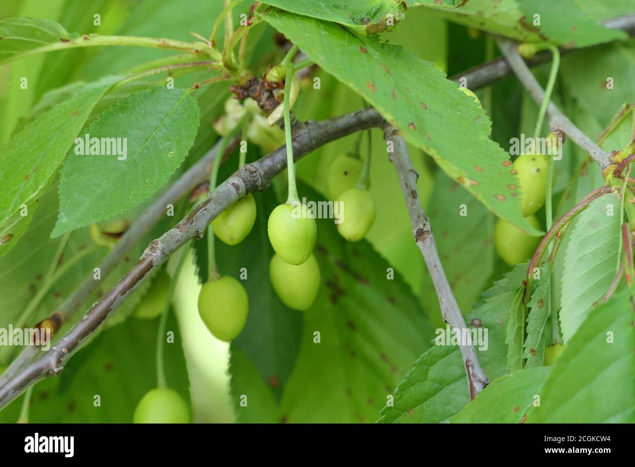 Close-up of green unripe cherries on a branch in early summer Stock Photo