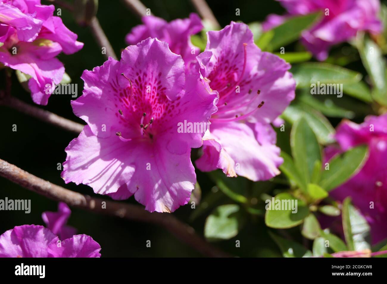 Closeup blossom of a pink rhododendron in full bloom in summer Stock Photo