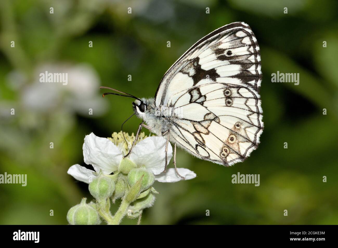 Isolated Melanargia galathea, the marbled white, photographed on wild white flower against a natural background. Stock Photo