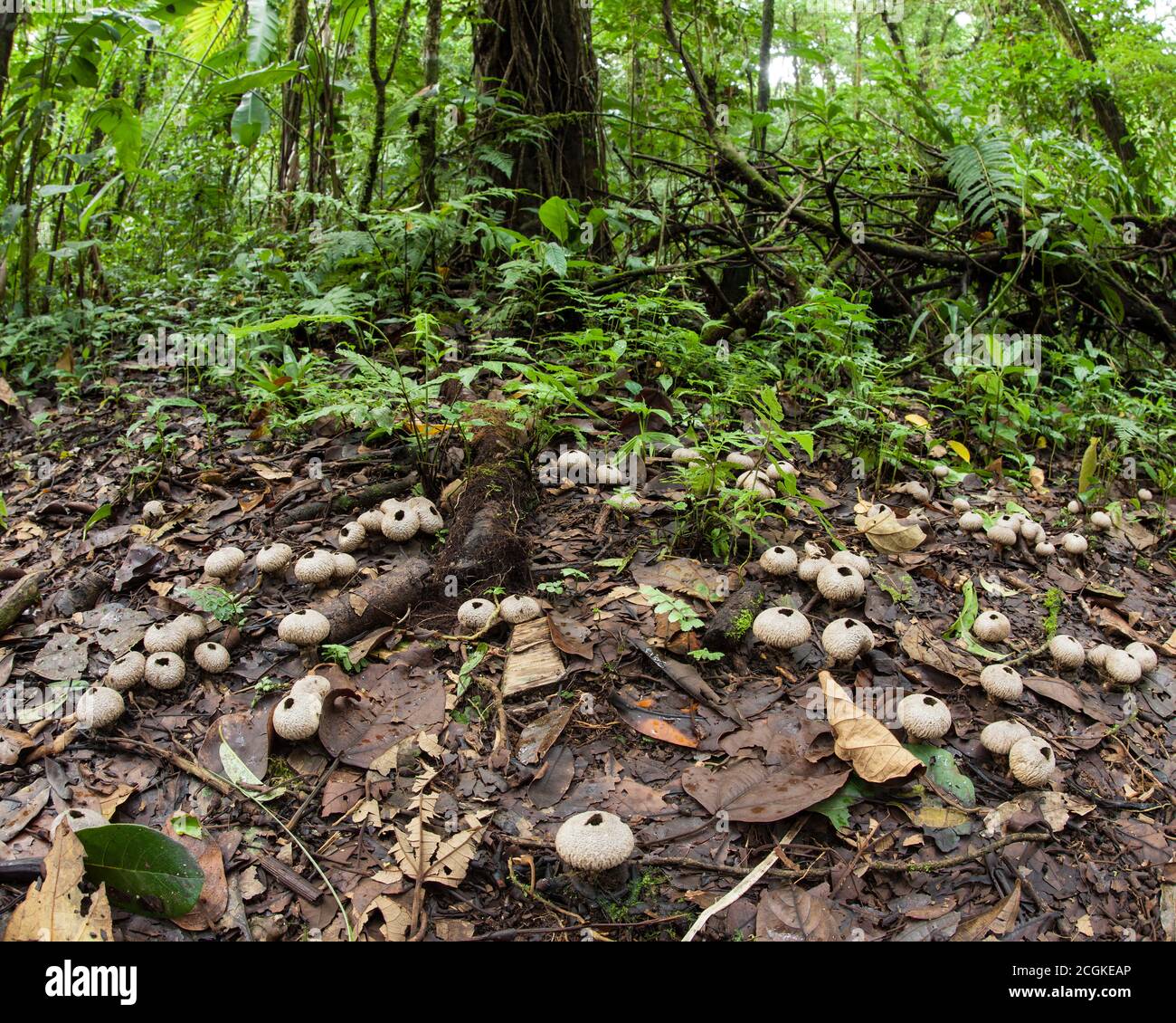 Puffball mushrooms cover the forest floor in the humid rainforest of Costa Rica.  These puffballs have already expelled their spores. Stock Photo