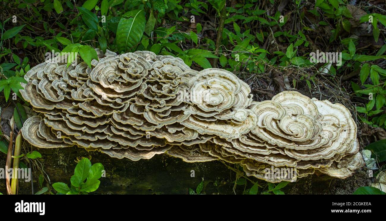 A large Turkey Tail Mushroom, Genus Trametes, growing on a rotting log in the humid rainforest of Manuel Antonio National Park in Costa Rica. Stock Photo