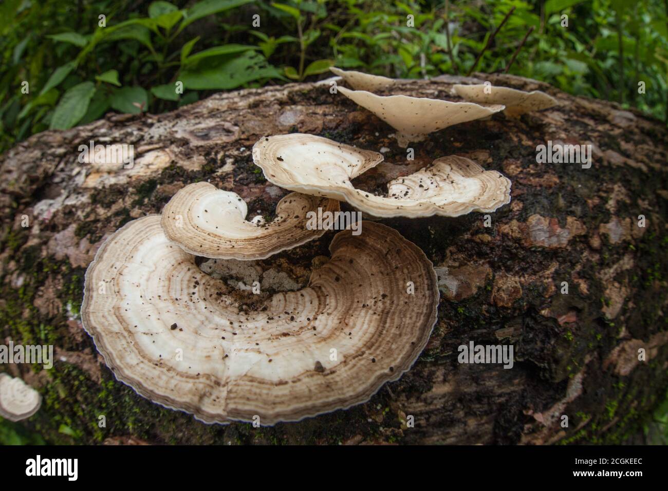 A large Turkey Tail Mushroom, Genus Trametes, growing on a rotting log in the humid rainforest of Manuel Antonio National Park in Costa Rica. Stock Photo