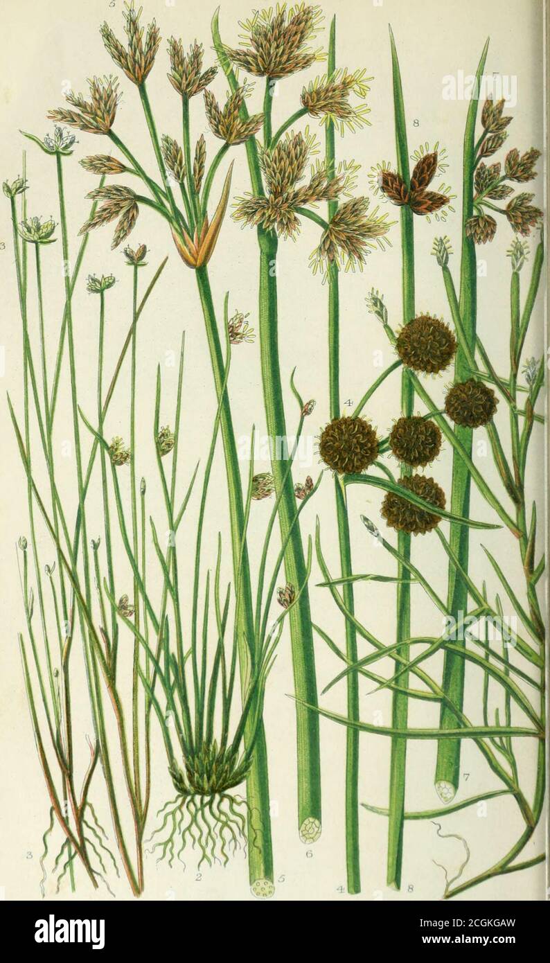 . The British grasses and sedges . , and is found in similar situations.Both species flower in Jidy. (PL 239, f. 5.) 6. EleOcharis (Spike-rush). 1. E. palustris (Creeping Spike-rush).—Stigmas 2;fruit crowned with the flattened base of the style, shorter than the bristles. A rush-like plant, 2—3 feet high,destitute of leaves, and sending up from its widely-creeping root rounded stems, abruptly sheathed at thebase, each of which terminates in a solitary oblongspikelet. Sides of lakes and ponds, common, flower-ing in June. (PI. 239, f. 6.) 2. U. multicaulis (Many-stalked Spike-rush).—Stigmas3; fr Stock Photo
