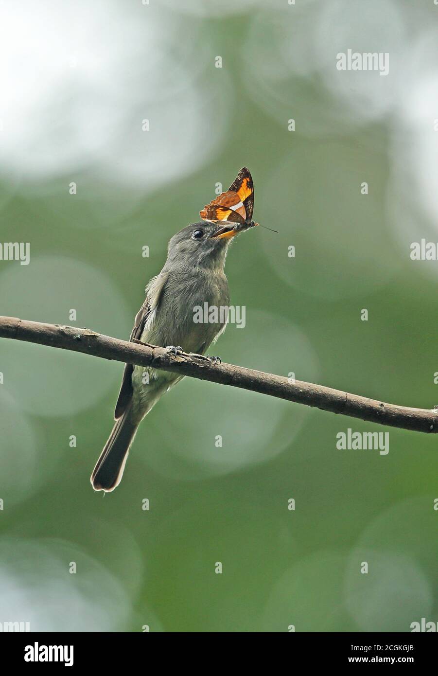 Tropical Pewee (Contopus cinereus cinereus) adult perched on branch with butterfly in beak  REGUA, Atlantic Rainforest, Brazil         July Stock Photo